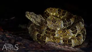 Bothrops taeniatus à la Réserve de Bigal, Equateur 2019