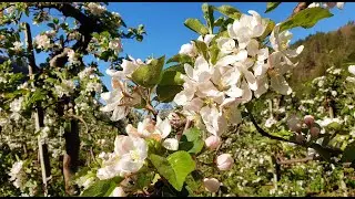 Blossoms in Hardanger - Norway