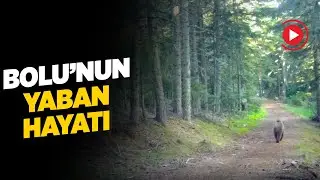 BOLU'NUN YABAN HAYATI FOTOKAPANLARA YANSIDI 🐻