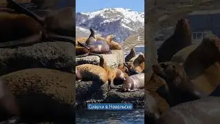 Сивучи на брекваторе в Невельске греются на солнце. #сахалин #топ #russia #sealions #туры #экскурсии