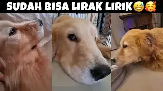 UPDATE KONDISI SNOWA, SUDAH LEBIH BAIK🥰