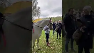 Яркие уздечки для пробегов 