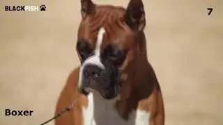 TOP 10. I cani più amati in Italia