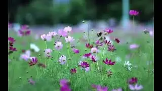 Рано или поздно.  Метасказ.  Песня