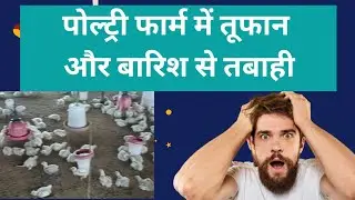 पोल्ट्री फार्म में तूफान और बारिश से तबाही | 