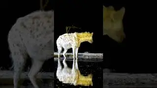 Thirsty Hyena At Kings Camp  #animals