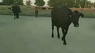 Хотите посмотреть как корова танцует? Тогда смотрим видео)))