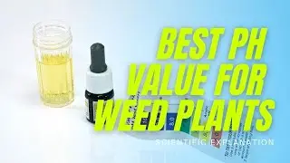 What is the best pH value for cannabis plants? (Science Explained)