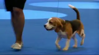 Barstail Happy Like Angel - Хрустальный кубок-2017. Best In Show