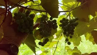 QDaG: Grape Watch '24