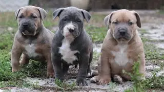 🦍💨 XL Bully Puppies 🔥 For Sale 🔥 @CaonaBullys💥  2 Big Males Available 💥