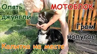 Калитка на месте.Мотоблок Беларус09Н в джунглях.Гром напугал.