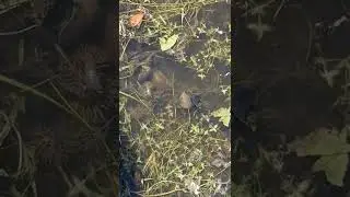 Чим дихає равлик / Чем дышит улитка