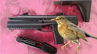 MR 661K or Thrush - songbird.