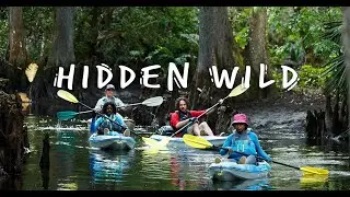 Hidden Wild