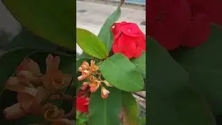Crown of thorns /Euphorbia Milii