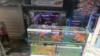 Pasar Splindit Kota Malang #kotamalang #ikanhias