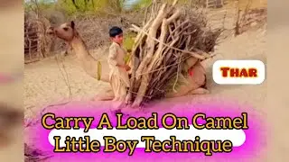 Magical Bond: Little Boy carry a load on camel Bar Technique with Beautiful Camel. #camel #thar #fyp