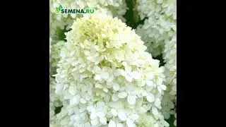 Гортензия Лаймлайт