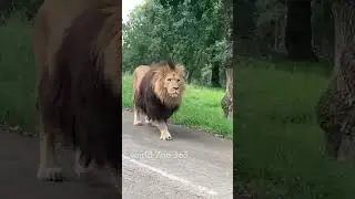 Lion is always Lion how he comes on Road | king of Jungle