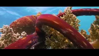 Earth from Space (2019) BluRay promo - German (Unsere Erde aus dem All) 1080p
