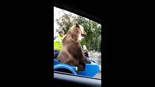 Медведь на мотоцикле
