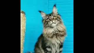 Питомник мейнкунов Mur House.Кошка Clarissa n25.Род. 26 июня 🐈