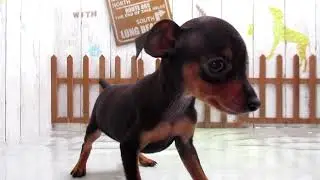 ワンラブ　ペットショップ　名古屋市　235612