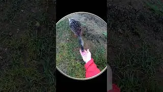 #Shorts Смешные Утки Ловят Хлеб на Лету! Видео с Животными. Шортс Видео Shorts Смешные Животные
