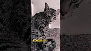 #meow #cat #pets #dog #doglover #catsounds #catlover #cute #cutecat #meowed #aevin #tas #himalays