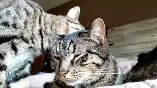 Calm Cats | Cleaning Each Other | Three Cats Hanging Out Peacefully