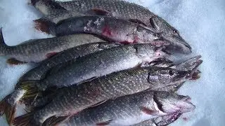 Пред нерестовый Жор щуки. Секретном водоёме.