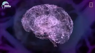 CEREBRO
