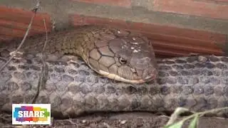 Chạm mặt kinh hoàng với Rắn Hổ Mây Núi Cấm An Giang (Ophiophagus Hannah)