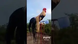 Такая удивительная,куриная ферма.