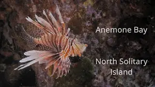 Anemone Bay - North Solitary Island
