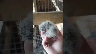 Родилась маленькая сплюшка 2023