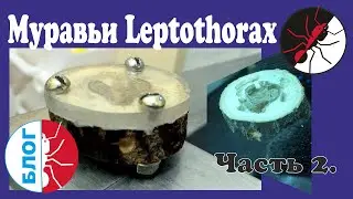 Муравьи Leptothorax. Как сделать деревянный формикарий для микроскопических муравьев.