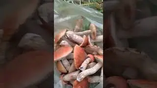 СОБИРАЮ ПОДОСИНОВИКИ 🍄 НА СОСЕДНЕМ УЧАСТКЕ 🏚 #mushroom #грибы #лето #дача