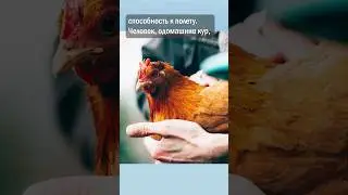 Почему курица не летает?