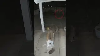 Third Rabbit showed up during a Rabbit Couple's Valentine Dinner!