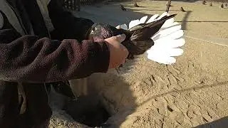 Николаевские голуби друга  моего дедушки (Харьковская область)
