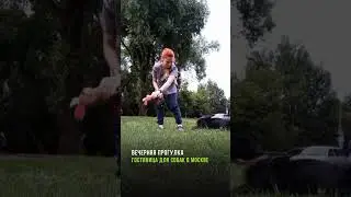 Вечерний выгул собак