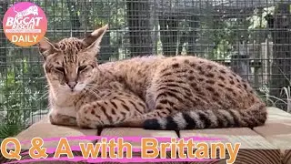 Thursday Morning Walkabout with Brittany and the big cats at Big Cat Rescue!  06 17 2021