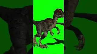 Chickens are the Descendants of Dinosaurs  #chicken #dinosaurs