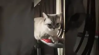 #funny #ютуб #cute #cat #youtube #youtubeshorts #youtubevideos #кот #сшортс #ytshorts