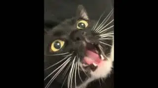cat go ahh 2