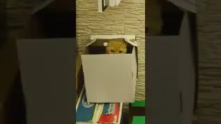 В засаде