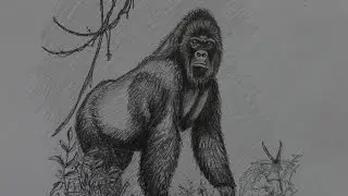 Как нарисовать гориллу карандашом. Zeig euch wie man einen Gorilla zeichnet.