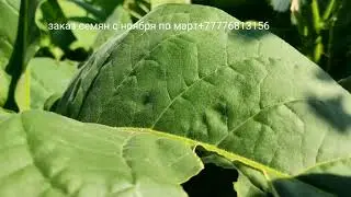 Izmir Ozbas Carolina Bright Golden India PeriqueLouiziana Black Mammoth Юбилейный новый 8 Green wood